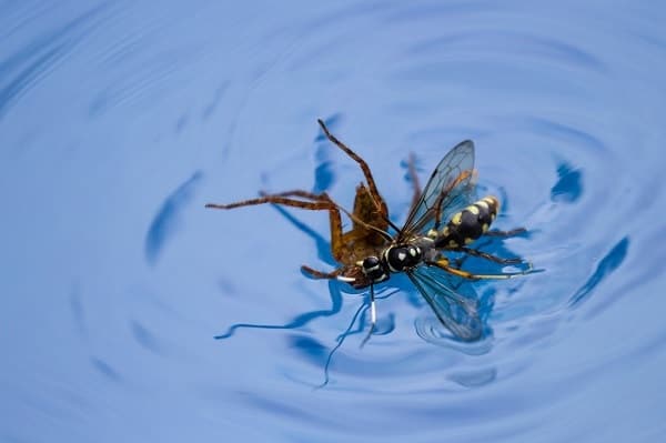 Wasp in a Pool