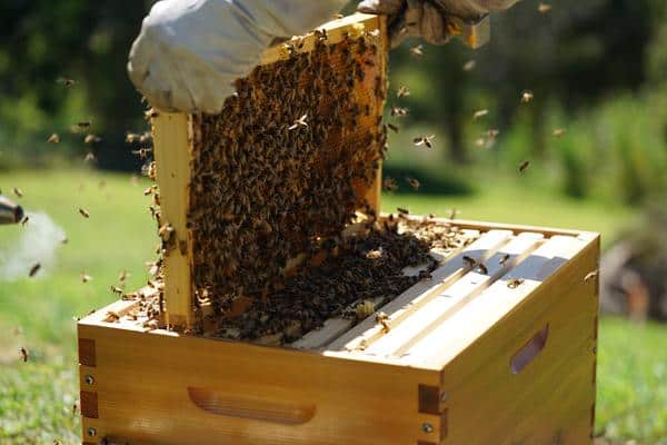Beekeeper Performing First Hive Inspection