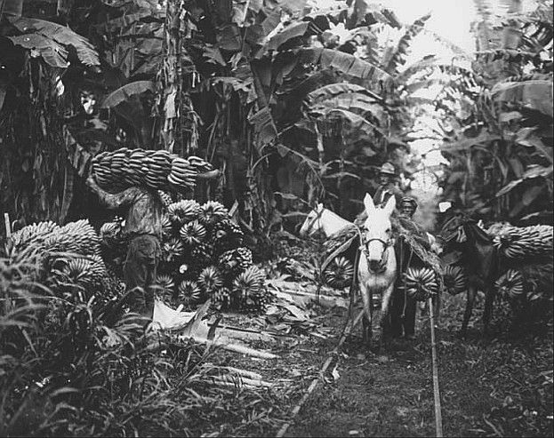 Vías de ferrocarril en finca bananera