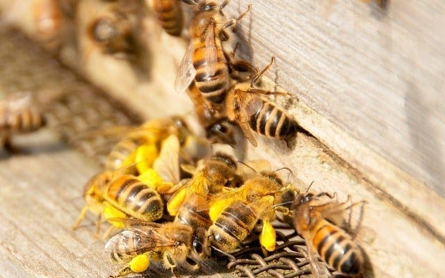 The cost of bees