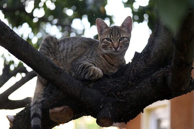 chat dans un arbre