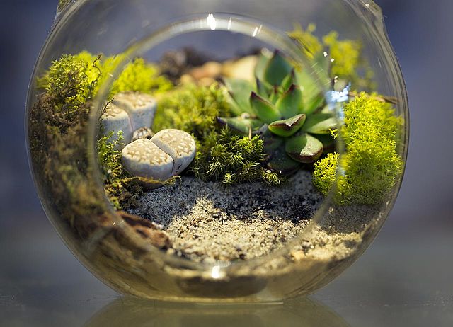 terrarium