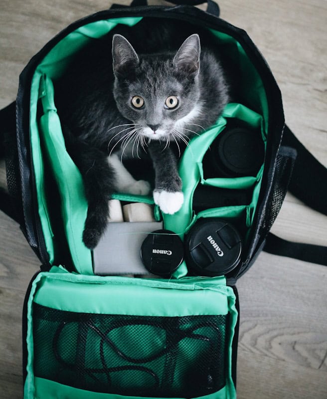 Cat Mesh Backpack