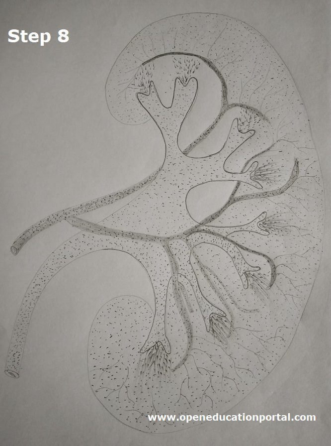how-to-draw kidney-step8