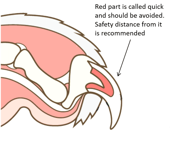 Cat Nail Anatomy - Quick
