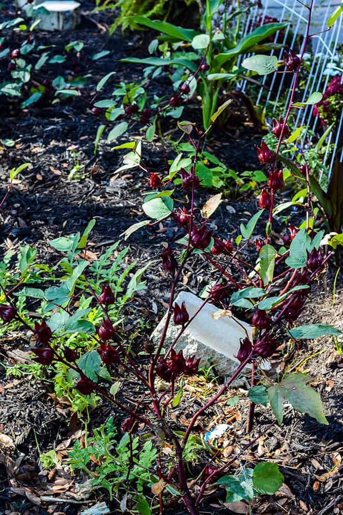 Jamaican Sorrel Plant to make sorrel drink