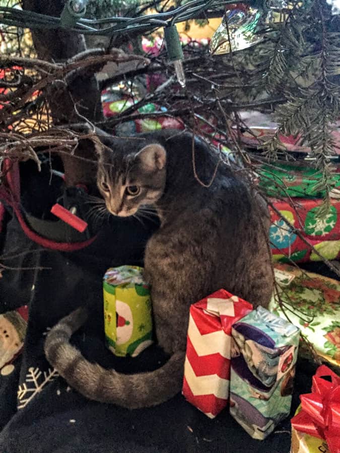 A cat exploring under a Christmas tree.