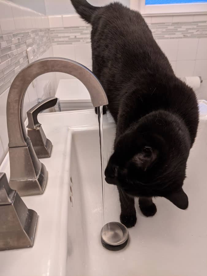 Black cat drinking water from the sink.
