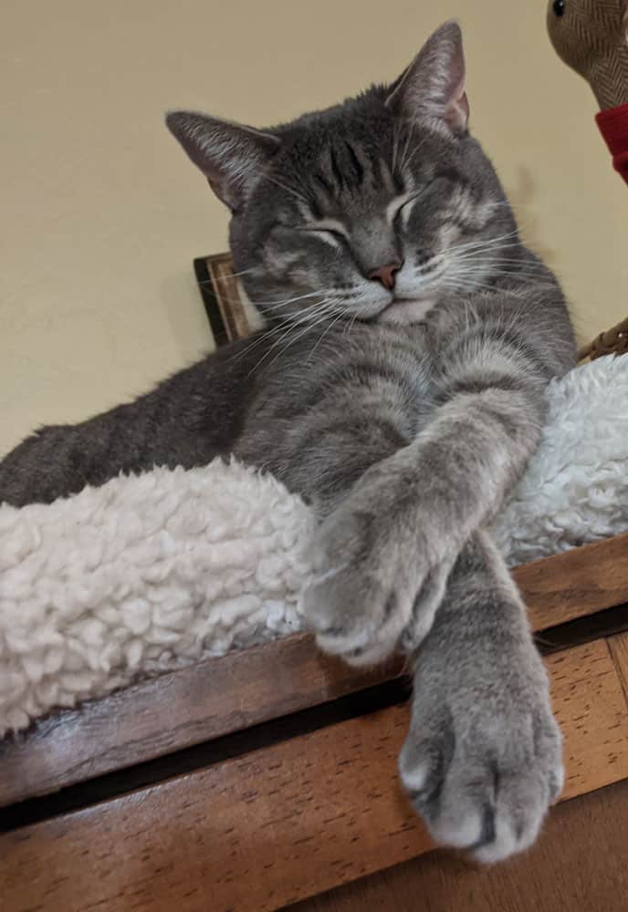 A sleeping gray tabby on top of a sherpa blanket.