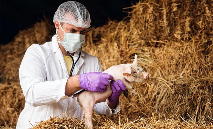 Covid-19 and Its Effect on The Feed Sector