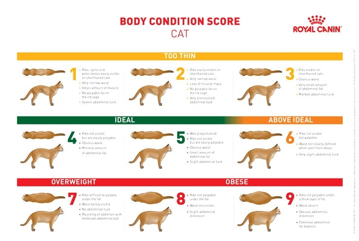 Cat body condition score chart
