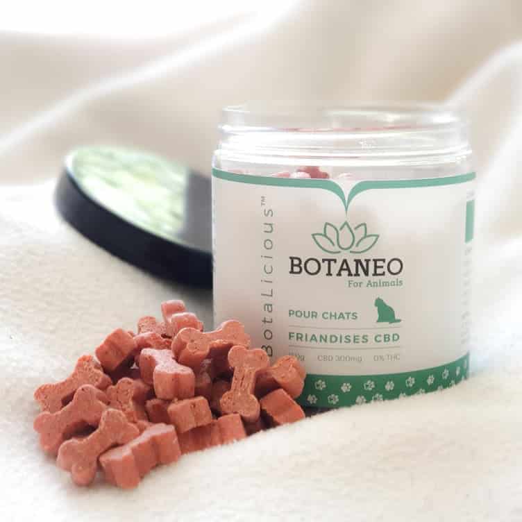 friandise cbd chat