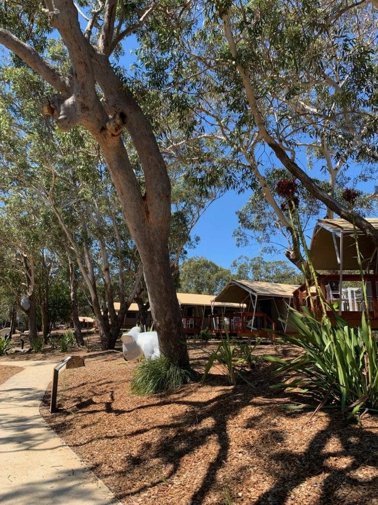 Port Stephens Koala Sanctuary