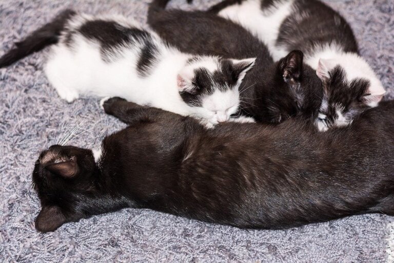 Cat after giving birth