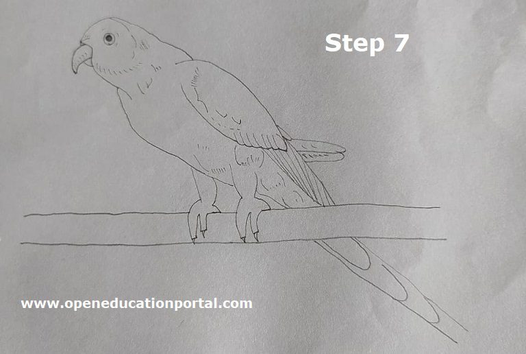 how-to-draw-parrot-for-kids-7