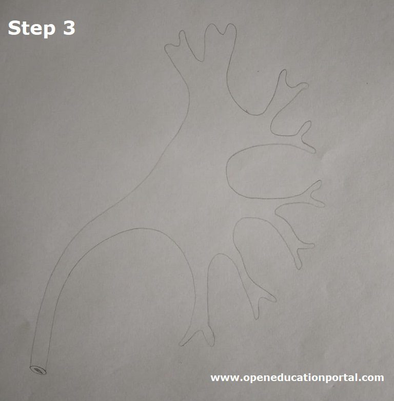 how-to-draw kidney-step3
