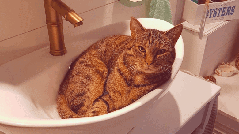 Image of a cat sitting in a small sink