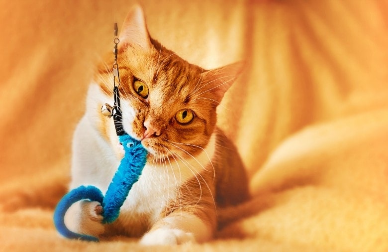 chew toy for teething kitten