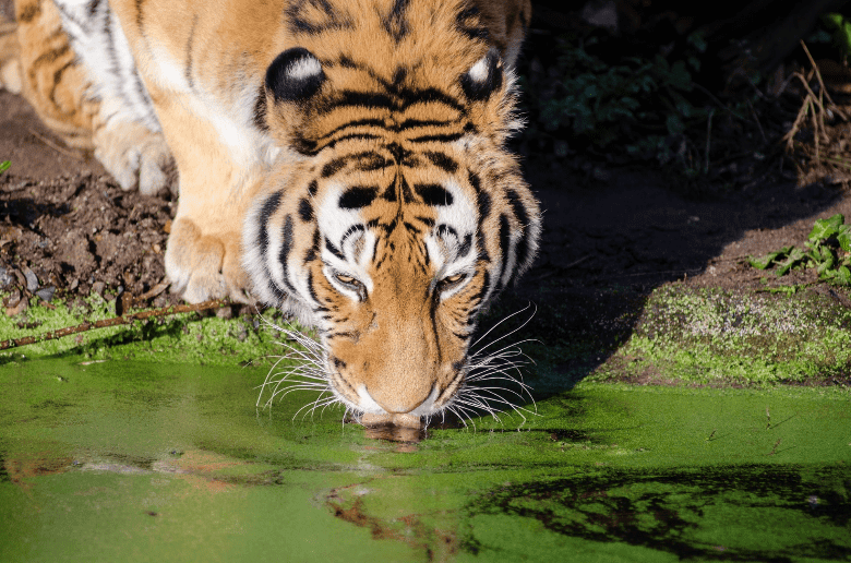 big cat drinking dirty water