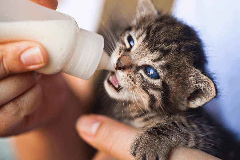 cat drinking milk