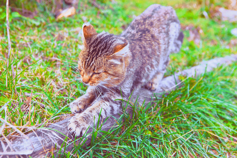 Image of a cat scratching tree in the wild to trim his nails
