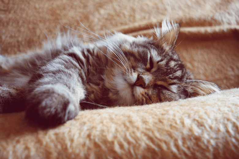 Image of a relaxed fluffy cat sleeping on the couch