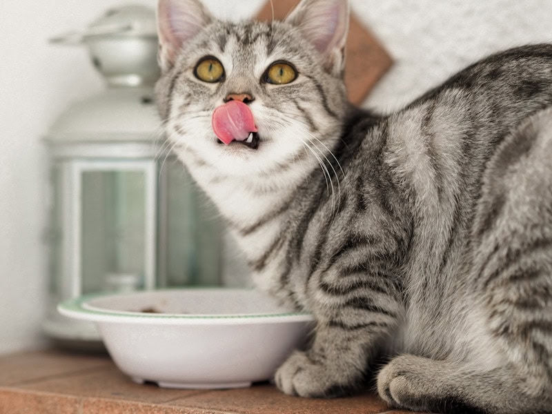 cat eating delicious high calorie food