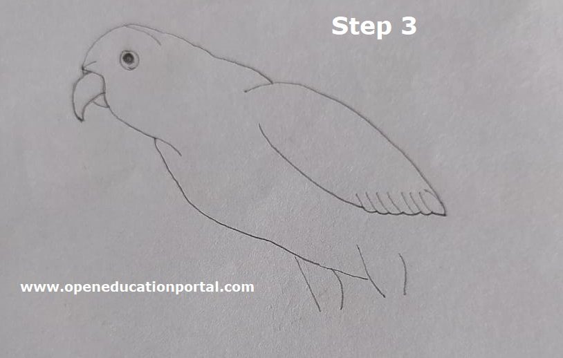 how-to-draw-parrot-for-kids-3