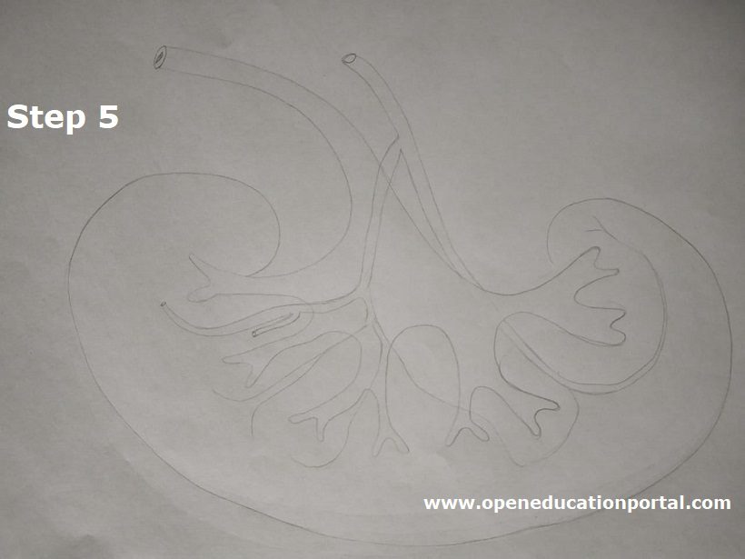 how-to-draw kidney-step5