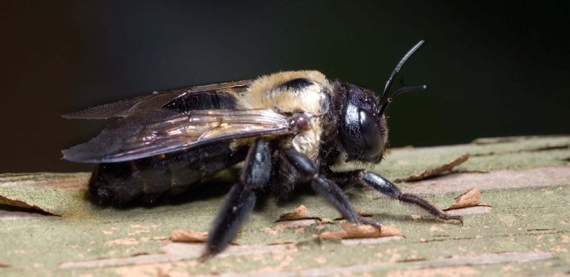 Carpenter Bee Cover