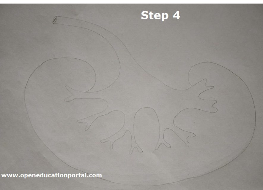 how-to-draw kidney-step4