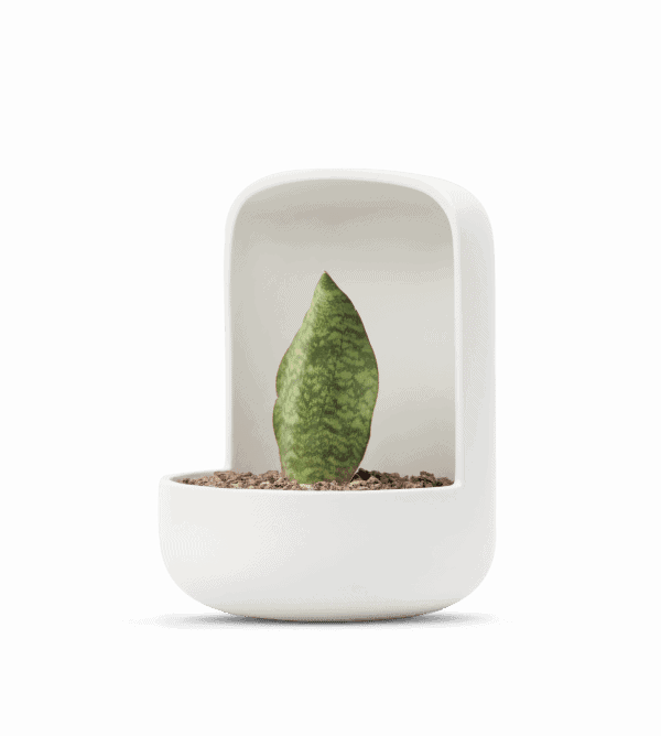 maceta de diseño