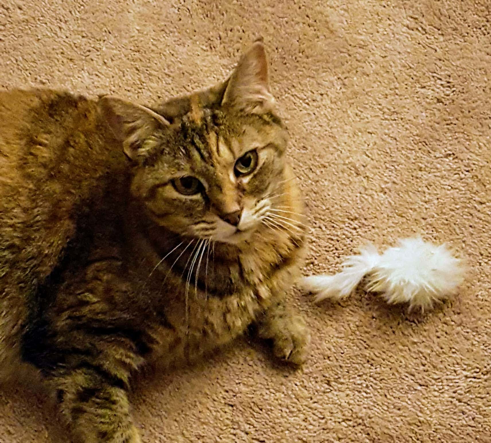 Tabby cat beside a feather toy after play
