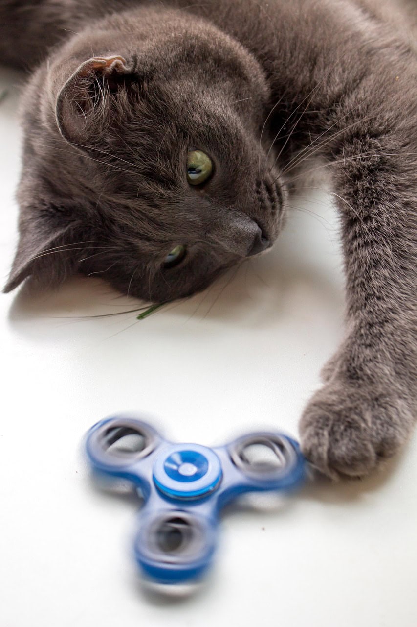 Cat reaching toward a spinning toy