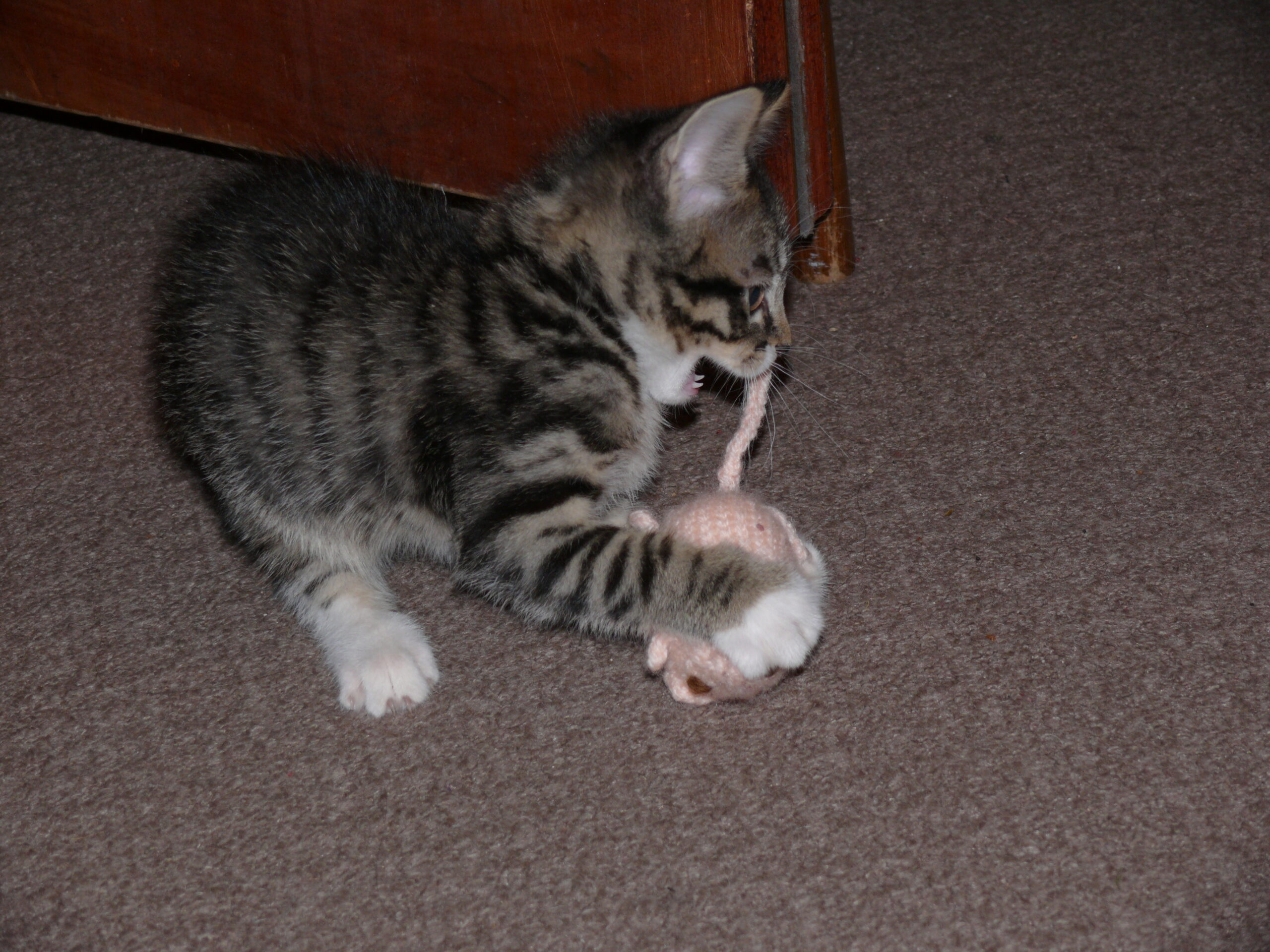 Kitten playing with a toy mouse during an indoor play session