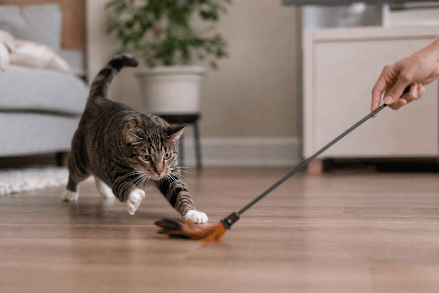 Owner using a wand toy to guide a cat through stalking and pouncing play