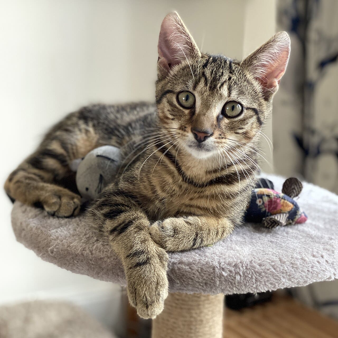 Tabby cat resting with a toy mouse on a cat tree