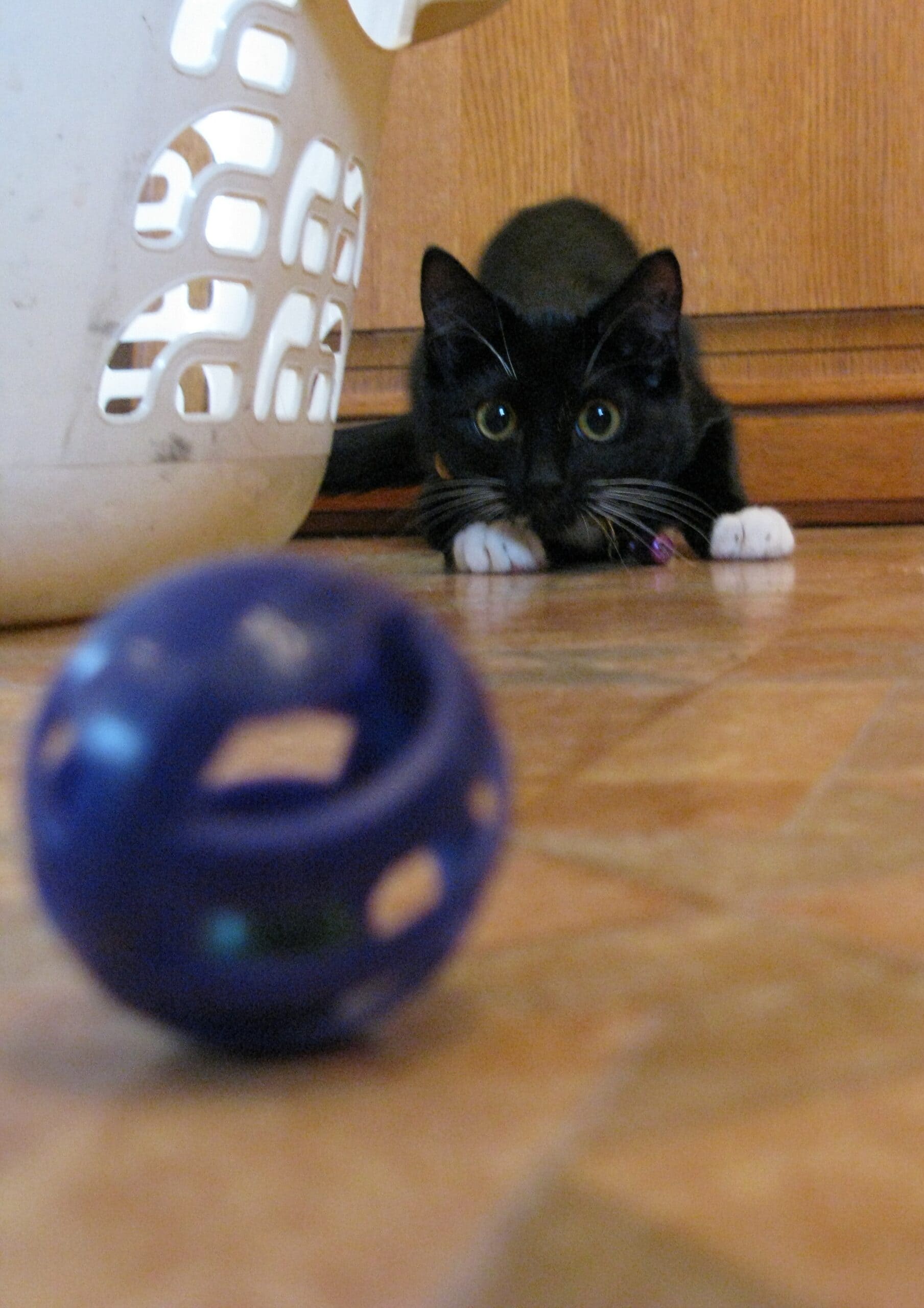 Black kitten playing with a toy during an indoor play session
