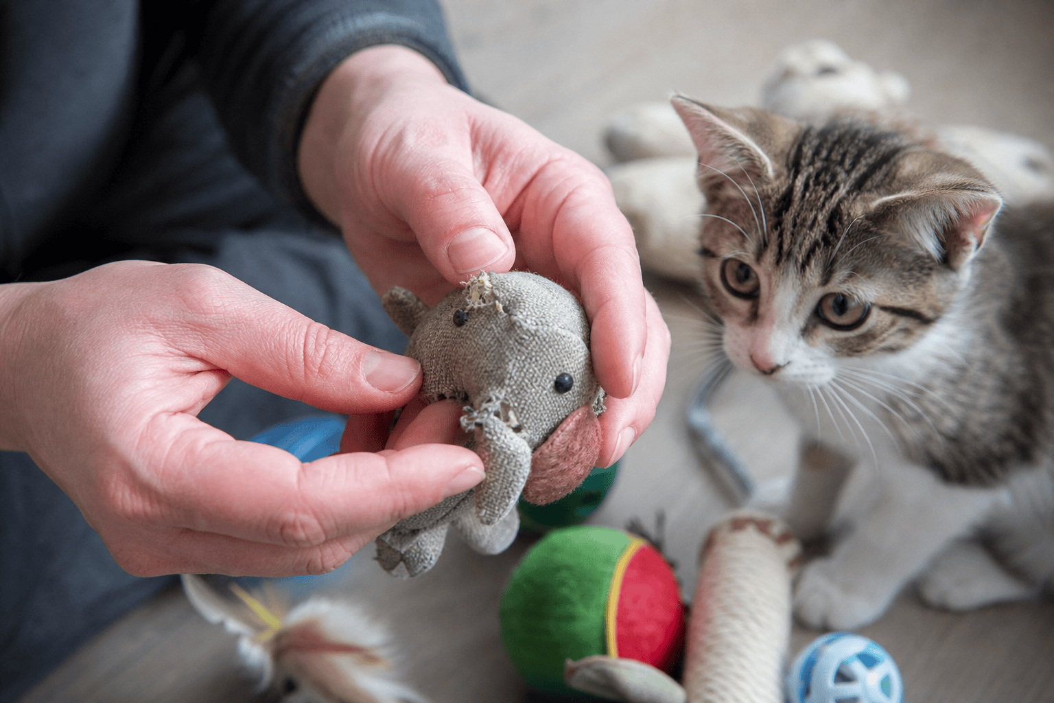 Hands checking a kitten toy for loose seams and missing pieces