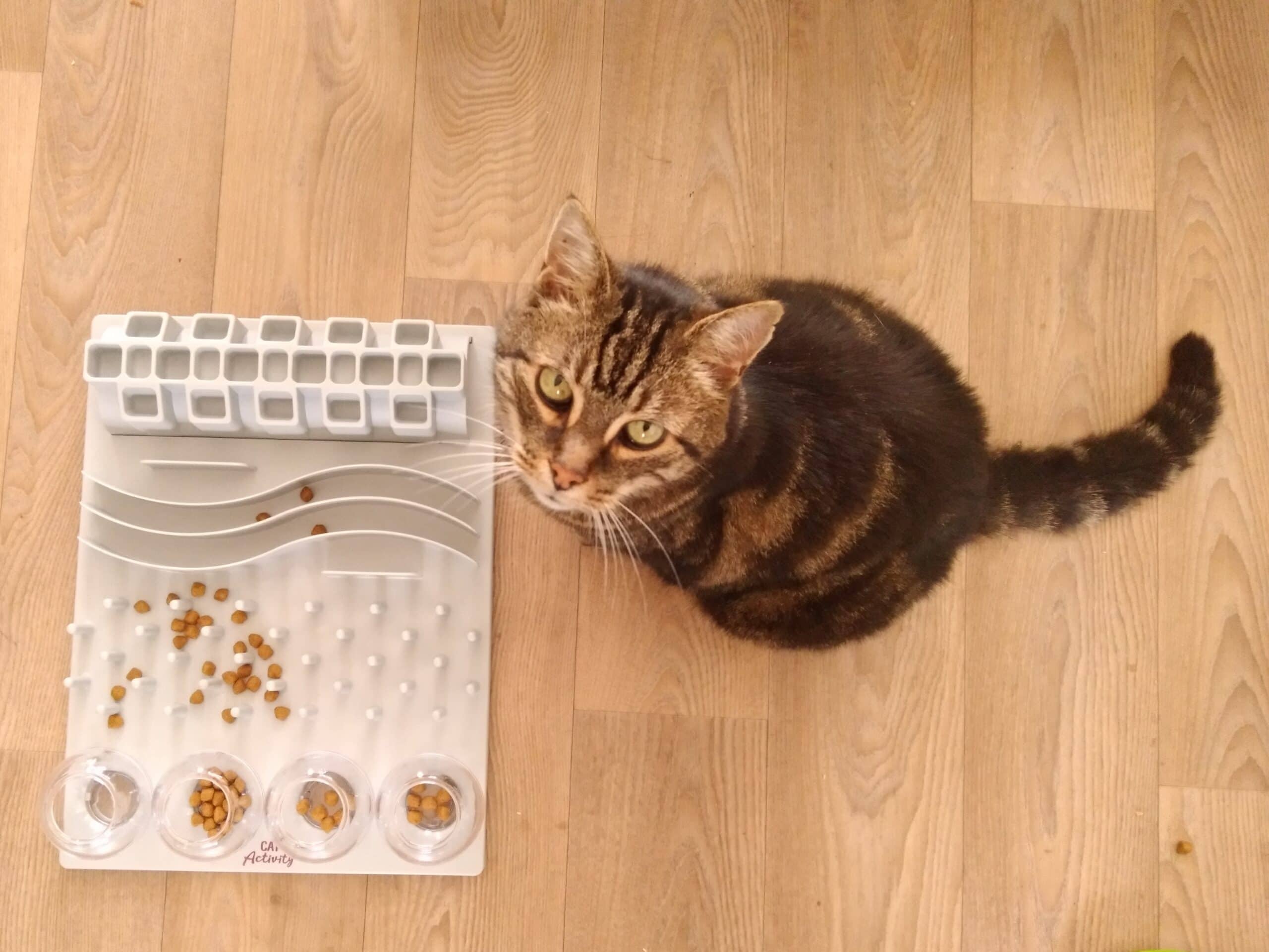 Cat using a slow feeder puzzle for food-based enrichment
