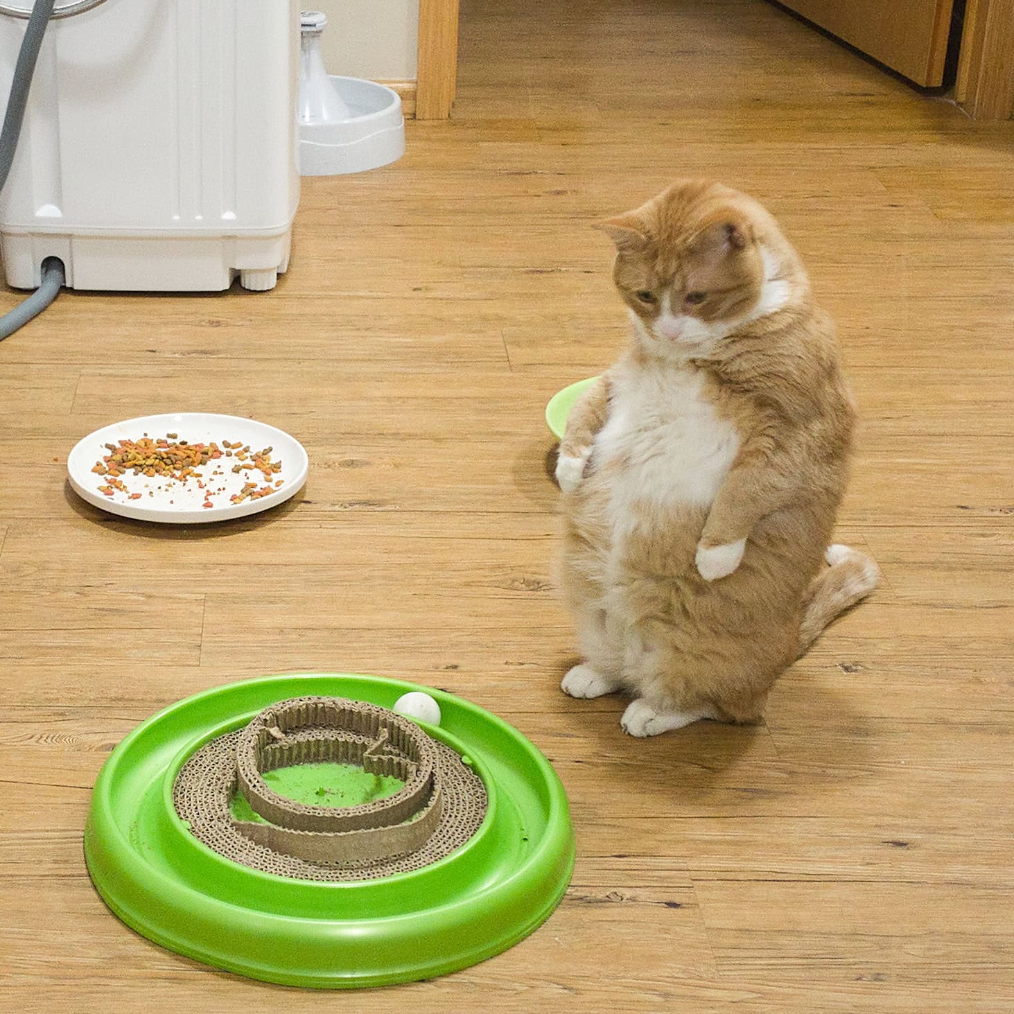 Cat batting a ball chaser toy as part of an indoor toy rotation
