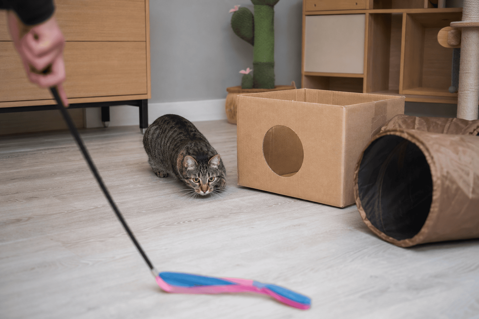 Cat stalking a wand toy around a cardboard box