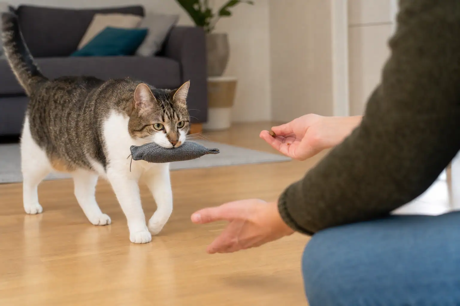 Cat returning a fabric toy during a short indoor fetch lesson