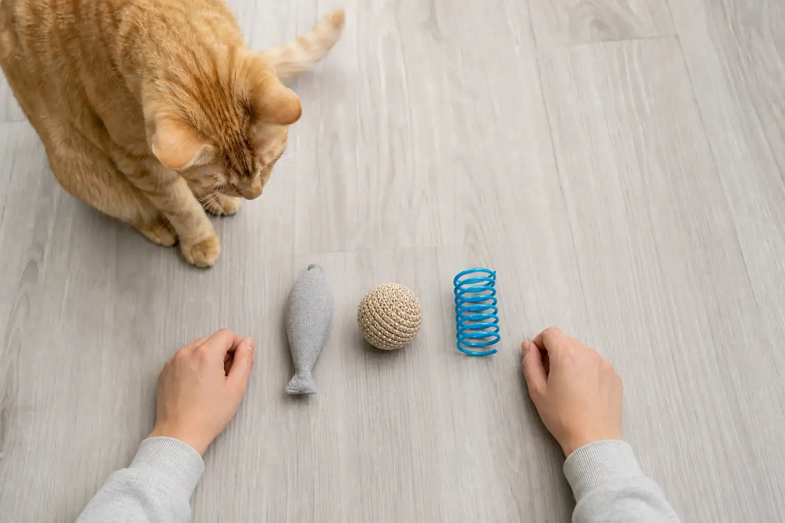 Three safer cat fetch toy options being checked beside a curious cat