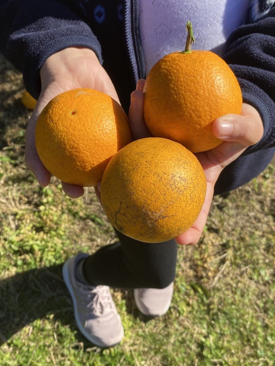 Pick Oranges Central Coast
