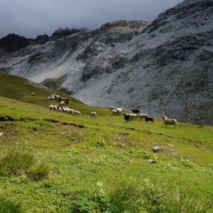 Transalp Sportiv