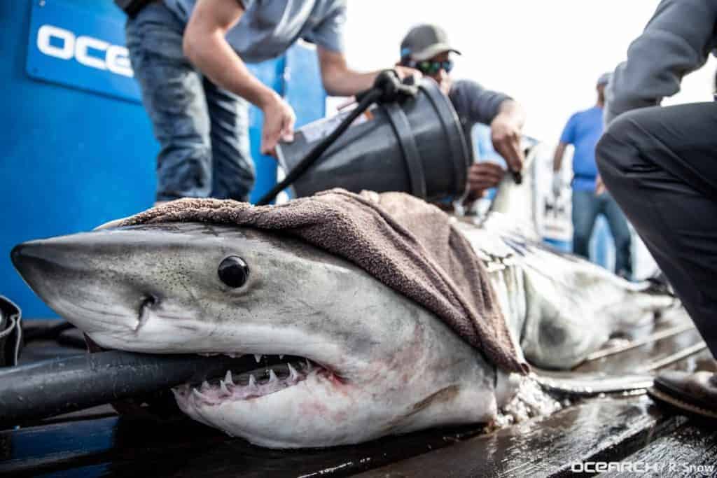 Great White Shark Ocean City Md 2025 Debi Sharona