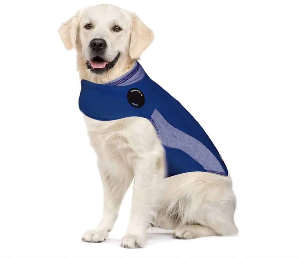 Dog in a thundershirt.