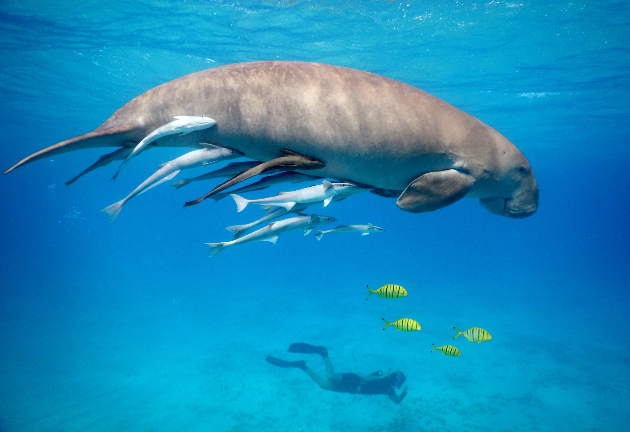 Faszinierende Unterwasserwelt bei Marsa Alam