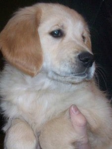 Puppy Puppy